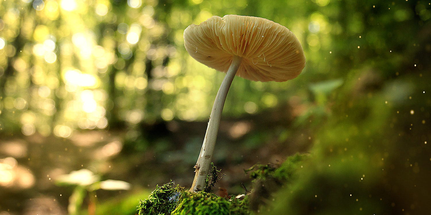 Wild mushroom