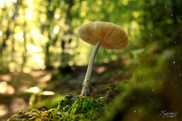 Wild mushroom